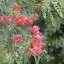 คูนแดง - Cassia marginata