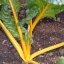 สวิสชาร์ดสีเหลือง - Bright Yellow Swiss Chard