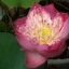 ดอกบัวหลวงสีชมพู - Lotus