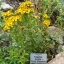 ดาวเรืองเม็กซิโก - Marigold Mexican