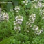 ไทม์อังกฤษ - English Thyme