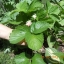 สตรอเบอรี่ชายหาด - Coastal Strawberry (ทนร้อน)