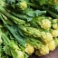 บรอกโคลี่ดอกสีขาว - White Sprouting Broccoli