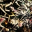 Converse & Vans