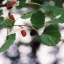 หม่อนรัสเซีย - Russian Mulberry