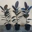 ต้นยางอินเดียใบดำ - Ficus elastica Black