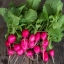 แรดิชเลดี้สลิปเปอร์ - Lady Slipper Radish
