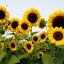 ทานตะวันโกลด์รัช - Gold Rush Sunflower (พันธุ์ตัดดอก)