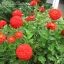 บานชื่นสีแดงคละชนิด - Red Cherry Queen Zinnia