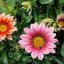 กาซาเนียคละสี (พระจันทร์ทรงกลด) - Mixed Gazania