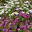 เดซี่แอฟริกาคละสี - Mixed African Daisy (Osteospermum)