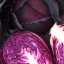 กะหล่ำปลีสีม่วง - Mammoth Red Rock Cabbage