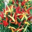 พริกหวานประดับจีน - Chinese Ornamental Sweet Pepper