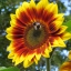 ทานตะวันเรดซัน - Red Sun Sunflower