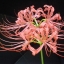 หัวลิลลี่แมงมุมสีชมพูกลีบหยิก - Pink Curling Spider Lily (Lycoris Sp.) 1 หัว