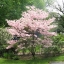 ด๊อกวู๊ดสีชมพู - Pink Dogwood Tree