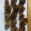 ลูกสนแห้ง 20 ลูก - Dried Pine Cone (เส้นผ่านศูนย์กลางประมาณ 3-4 ซม.)