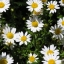 เดซี่เลื้อย - Creeping Daisy
