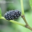หม่อนดำ - Black Mulberry
