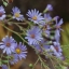 คัตเตอร์สีม่วง - Purple Cutter Aster