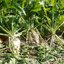 บีทชูการ์ (ทำน้ำตาล) - Sugar Beet