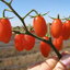 มะเขือเทศฮันนี่บันช์ F1 - Honey Bunch Tomato F1