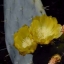 พริคลี่แพร์โรบัสต้า - Opuntia Robusta