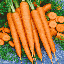 แครอทหวาน - Tendersweet Carrot
