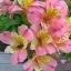 แอลสโตรมีเรียคละสี - Mixed Alstroemeria