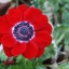 อะนีโมนี - Anemone