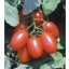 มะเขือเทศจูเลียต F1 - Juliet Tomato F1