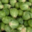 กะหล่ำดาวสีเขียว - Long Island Improved Brussels Sprout