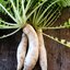 หัวไชเท้าญี่ปุ่นมิโนวาเสะ - Japanese Minowase Radish