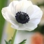 อะนีโมนี - Anemone