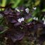 รากผีเสื้อราตรีสีม่วง - Oxalis triangularis 20 กรัม