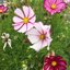 ดาวกระจายพิโคที - Picotee Cosmos