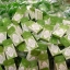 สบู่ชาเขียว BFC หน้าใส ลดสิว (BFC Greentea Soap) แพ็คเกตใหม่