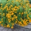 ดาวเรืองแทงเกอรีนเจ็ม - Tangerine Gem Tagetes