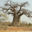 เบาบับ - Baobab (Adansonia)