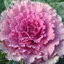 กะหล่ำประดับโอซาก้าสีชมพู - Pink Osaka Ornamental Cabbage 10 เมล็ด