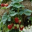 สตรอเบอรี่แรมบลิ้งแคสเคด - Rambling Cascade Strawberry (สายพันธุ์เลื้อย)