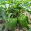 พริกหวานสีเขียว - Green California Wonder Pepper