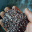 ข้าวอินเดียเมล็ดยาวสีดำ - Black indica Rice