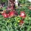 โสมชบา - Decaschistia parviflora