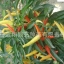 พริกหวานประดับจีน - Chinese Ornamental Sweet Pepper