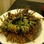 กุหลาบแวมไพร์ - Rose of Jericho (แบบต้น)