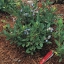 บลูเบอรี่พุ่มเตี้ย - Low Bush Blueberry