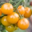 มะเขือเทศเชอรี่สีเหลือง - Yellow Cherry Tomato (พันธุ์กระถาง)