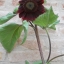 ทานตะวันแบล็กเมจิก F1 - Black Magic F1 Sunflower