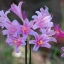 หัวลิลลี่แมงมุมสีฟ้า - Electric Blue Spider Lily (Lycoris Sprengeri) 1 หัว